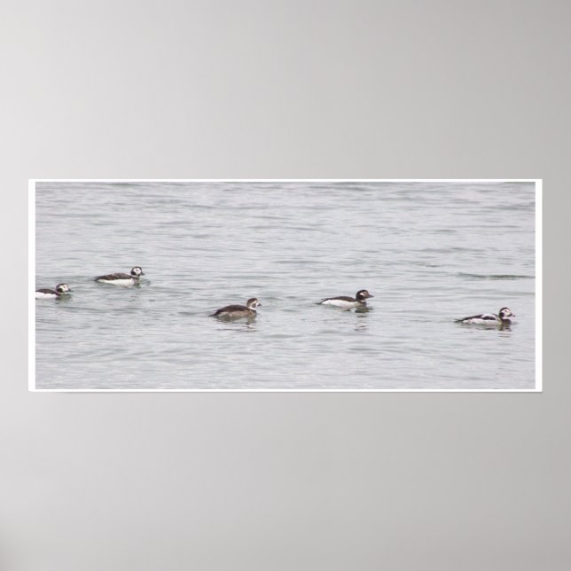 Poster Cartaz de Foto de Patos (Frente)
