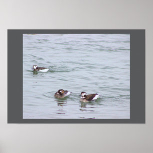 Poster Cartaz de Foto de Patos