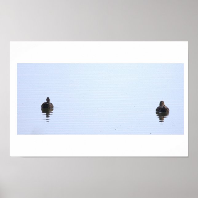 Poster Cartaz de Foto de Patos (Frente)