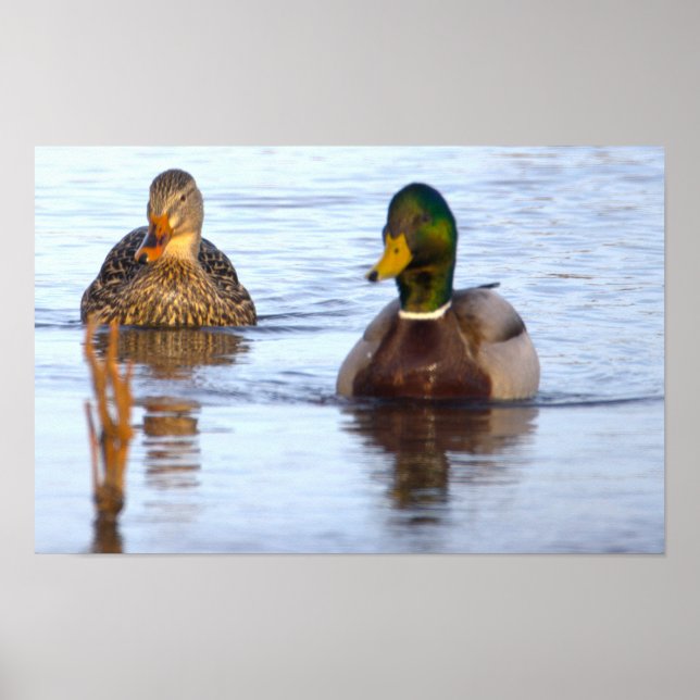 Poster Cartaz de Foto de Patos-reais (Frente)