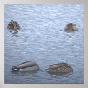 Poster Cartaz de Foto de Patos-reais
