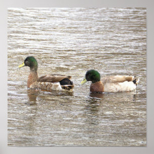 Poster Cartaz de Foto de Patos-reais