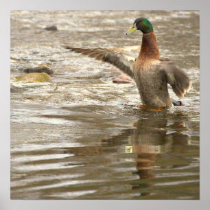 Poster Cartaz de Foto de Reflexo do Pato-real