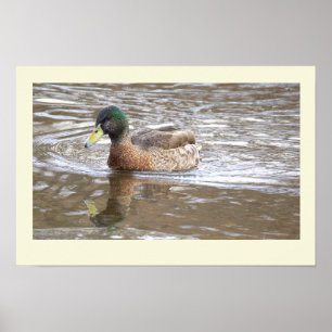 Poster Cartaz de Foto de Reflexo do Pato-real