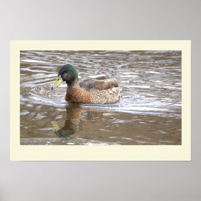 Poster Cartaz de Foto de Reflexo do Pato-real (Frente)