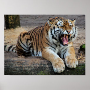 Pôster Cartaz de Foto de Tigre Rugindo com Raiva