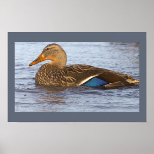 Poster Cartaz de Foto do Pato-real