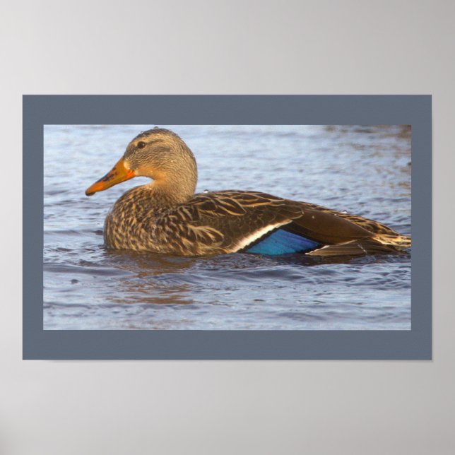 Poster Cartaz de Foto do Pato-real (Frente)