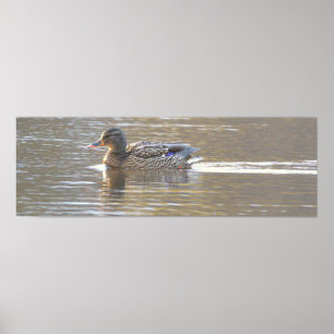 Poster Cartaz de Foto do Pato-real