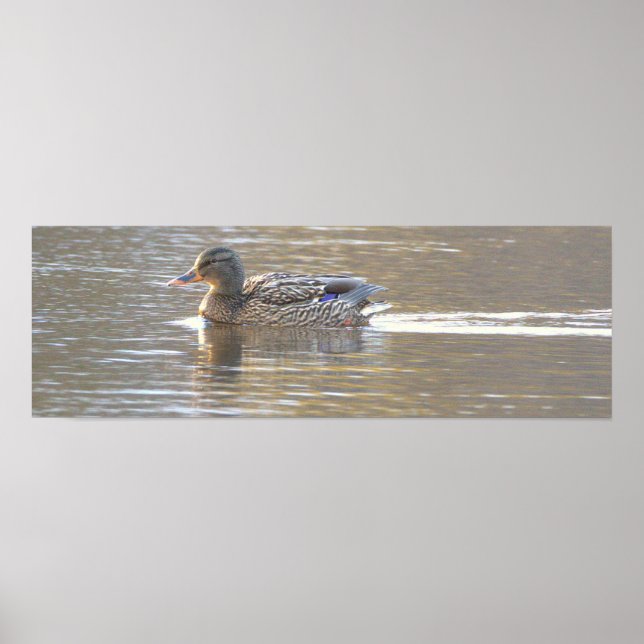 Poster Cartaz de Foto do Pato-real (Frente)