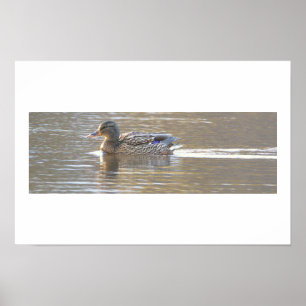 Poster Cartaz de Foto do Pato-real