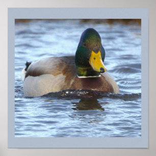 Poster Cartaz de Foto do Pato-real