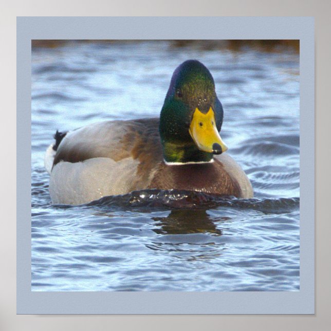 Poster Cartaz de Foto do Pato-real (Frente)
