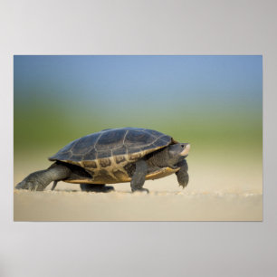 Pôster Cartaz de Foto em Close Up de Tartaruga / Anfíbio