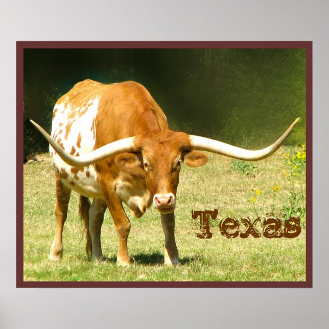 Pôster Cartaz de Gado Longhorn Texas (Frente)