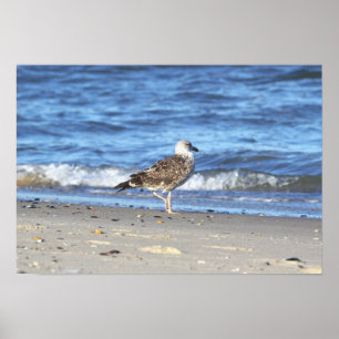Poster Cartaz de gaivota na praia