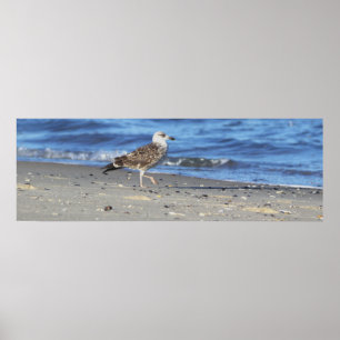 Poster Cartaz de gaivota na praia