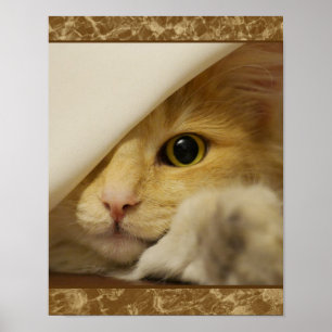 Pôster Cartaz de gatinho amarelo fofo