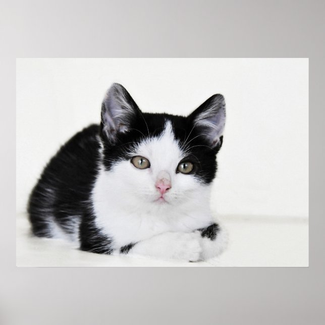 Pôster Cartaz de Gatinho Pensativo Preto e Branco (Frente)