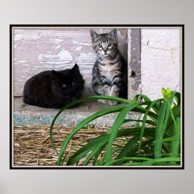 Pôster Cartaz de Gatinhos Feral (Frente)