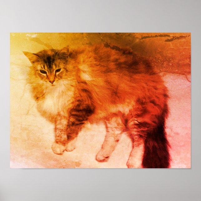 Poster Cartaz de gato (Frente)