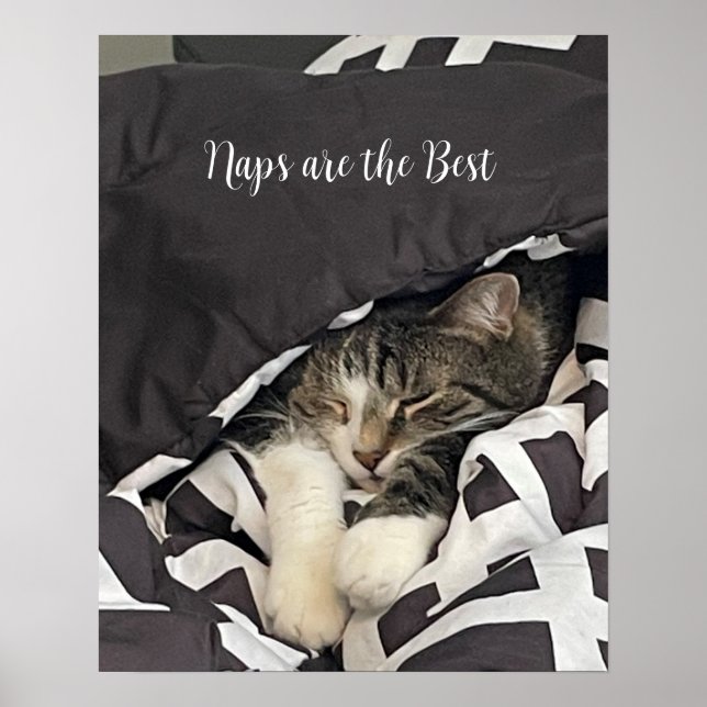 Poster Cartaz de Gato Adormecido (Frente)