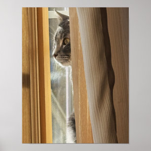 Poster Cartaz de Gato Atrás da Cortina