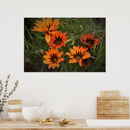 Poster Cartaz de Gazanias Laranja e Preto