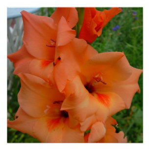 Pôster Cartaz de Gladiola Pêssego