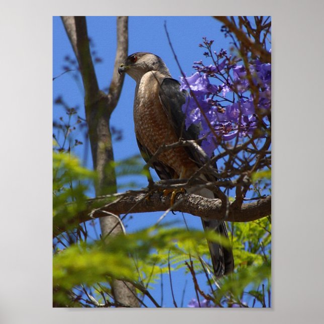 Poster cartaz de grelhagem de brats (Frente)