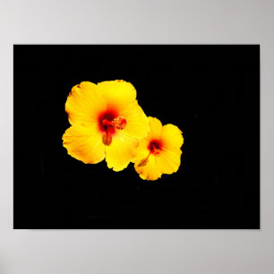 Poster Cartaz de Hibisco Amarelo