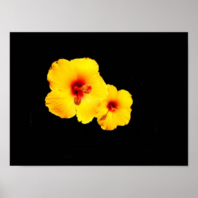 Poster Cartaz de Hibisco Amarelo (Frente)
