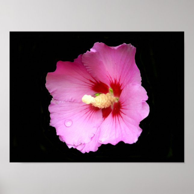 Poster Cartaz de Hibisco Rosa (Frente)