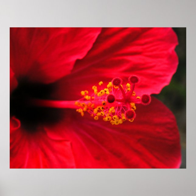 Poster Cartaz de Hibisco Vermelho (Frente)