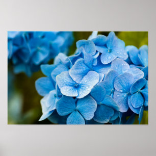 Poster Cartaz de Hortênsia Azul
