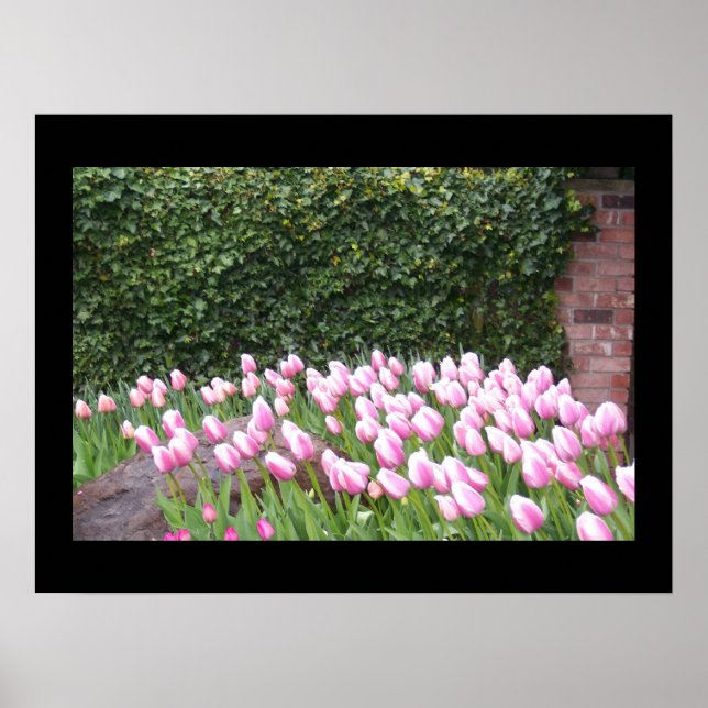 Pôster Cartaz de Imagem de Tulipas de Jardim (Frente)