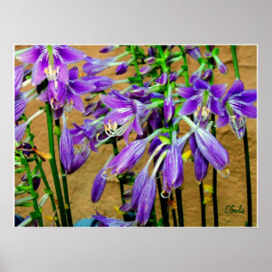 Pôster Cartaz de Jardim de Flores Hosta Roxa