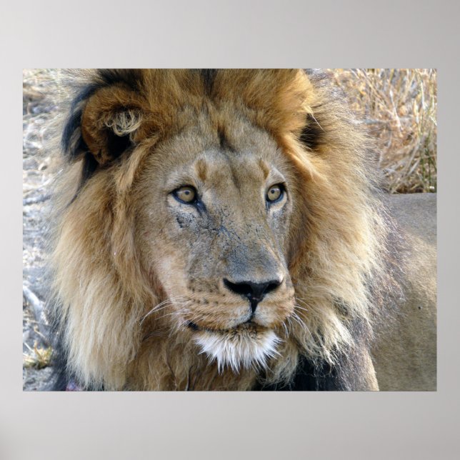 Pôster Cartaz de Leão Macho (Frente)