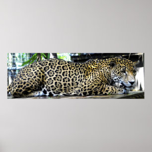 Poster Cartaz de Leopardo 36x12 ou Tamanho Menor Apenas