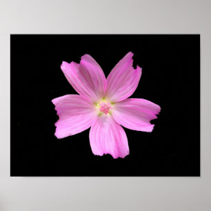 Poster Cartaz de Malva-rosa
