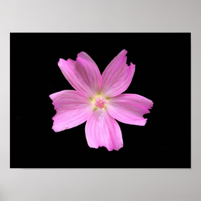 Poster Cartaz de Malva-rosa (Frente)