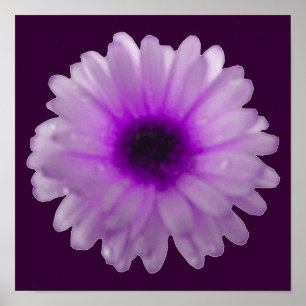 Pôster Cartaz de Marigold Branco e Roxo