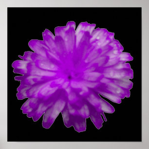 Pôster Cartaz de Marigold Roxa