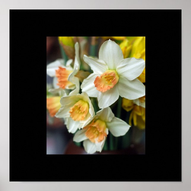 Pôster Cartaz de Narciso (Frente)