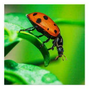 Pôster Cartaz de Natureza Macro com Joaninha na Folha
