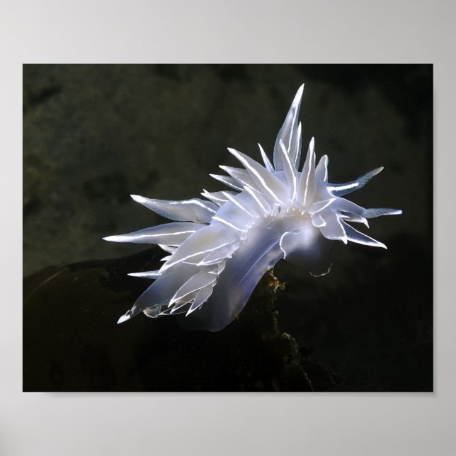 Pôster Cartaz de Nudibrânquio Alabastro (Frente)