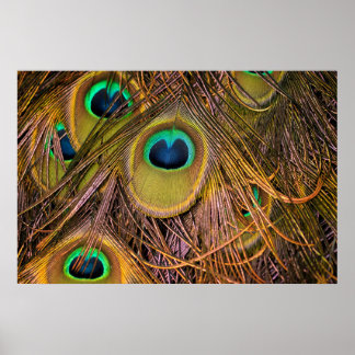 Poster Cartaz de Olhos de Pena de Pavão