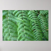 Cartaz de Padrão Natural de Folhas de Samambaia Ve