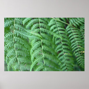 Poster Cartaz de Padrão Natural de Folhas de Samambaia Ve