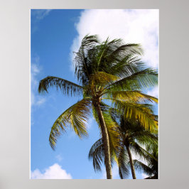Poster Cartaz de palmeira